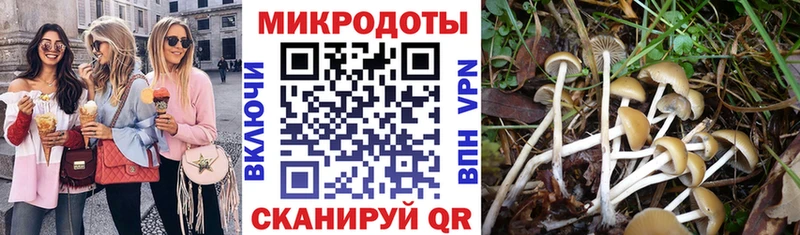 сколько стоит  Алейск  Псилоцибиновые грибы Psilocybe 